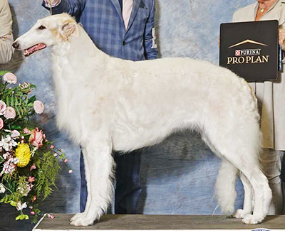 Top Conformation Borzoi 2023